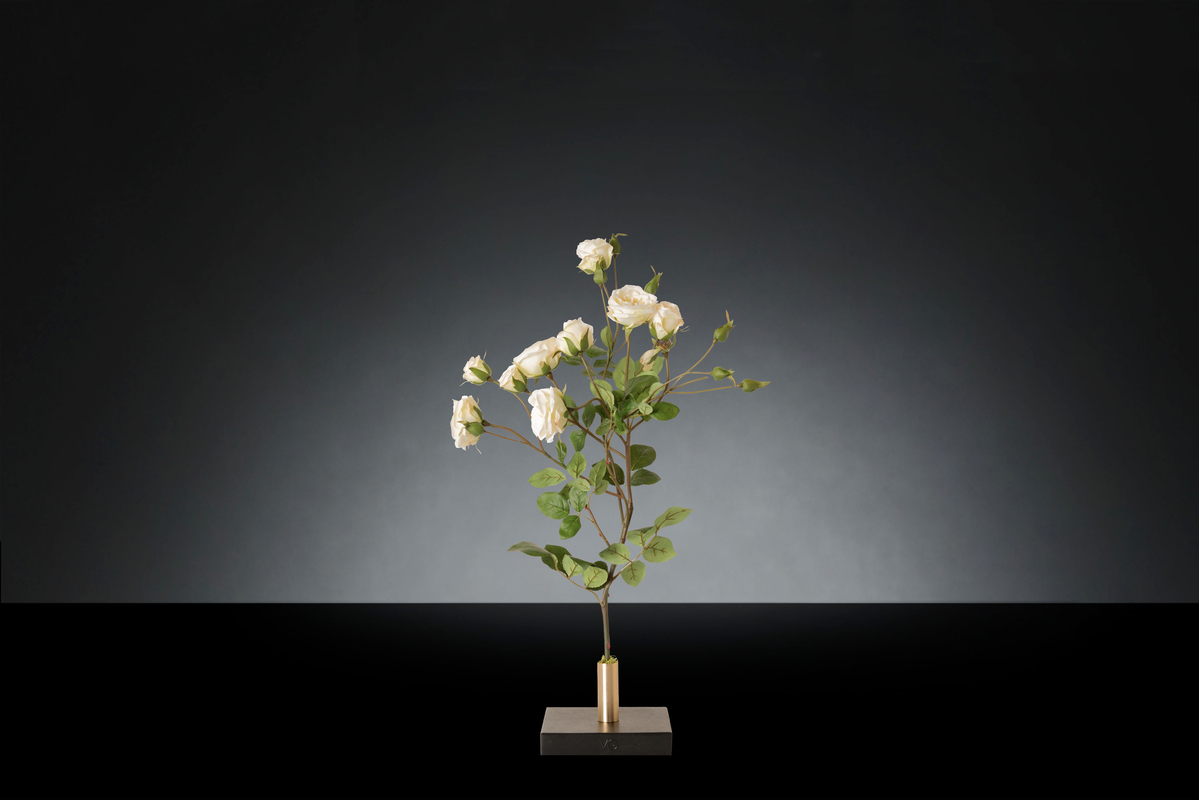 1700221119-1142928.96  BRACH ROSE_2LOW